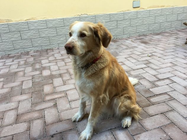 ZORRO, bel mix golden - Foto 3