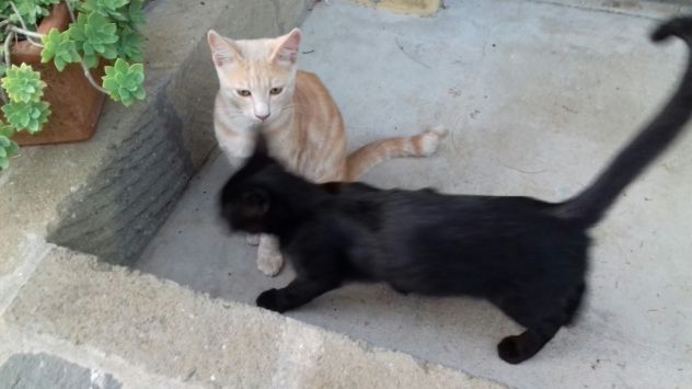 NERINO E CHAMPAGNINO, teneri micini - Foto 6