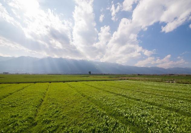 Terreno agricolo in vendita a Cascina 20000 mq Rif: 1351067 - Foto 4