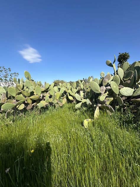 Terreno agricolo
