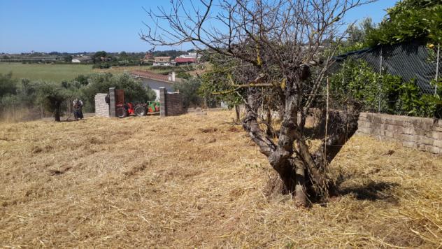 TERRENO AGRICOLO di 1300 mq (POMEZIA) rif. C/305 - Foto 14