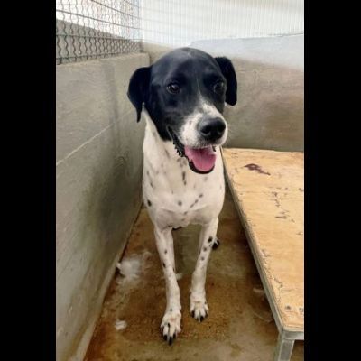 POINT COCCOLONE, DELICATO, POINTER, CANE IN ADOZIONE - Foto 2