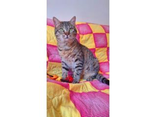 Dolcissimo gattino di soli 6 mesi