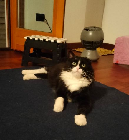 regalo gatto adulto meraviglioso - Foto 2