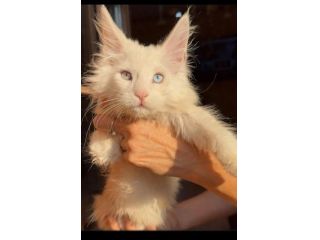 Maine coon cuccioli bellissimi