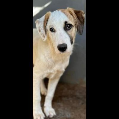 CUCCIOLA IN ADOZIONE TELMA - Foto 4