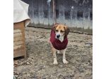 BENNY LA DOLCEZZA, CAGNOLINO IN ADOZIONE