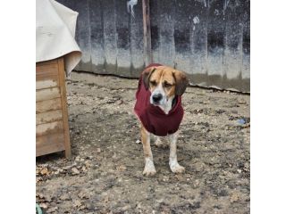 BENNY LA DOLCEZZA, CAGNOLINO IN ADOZIONE
