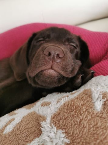Cuccioli labrador cioccolato con Pedigree - Foto 5