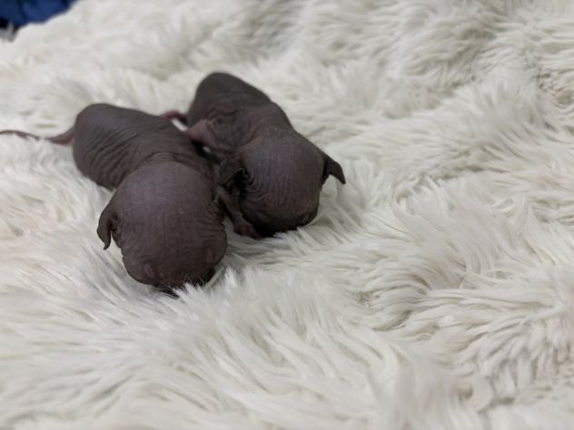 Sphynx gatto nudo