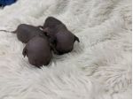 Sphynx gatto nudo