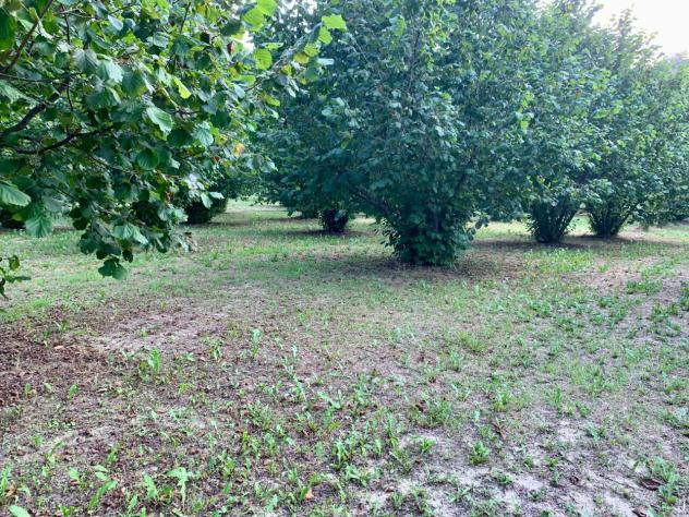Agricolo in vendita a Dogliani - Foto 7