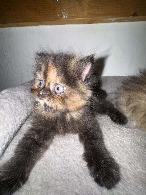 Gatto - Foto 3