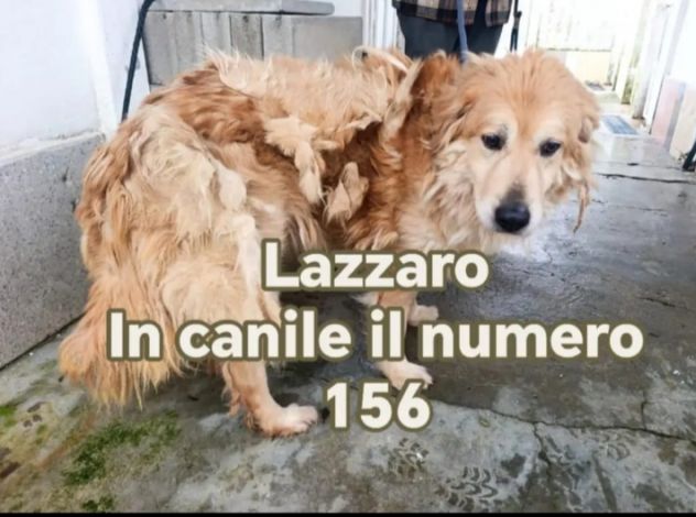Lazzaro 6anni mix Golden in canile dal 2021.CALABRIA
