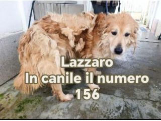 Lazzaro 6anni mix Golden in canile dal 2021.CALABRIA