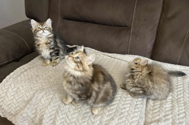 Gattini Siberiani Ipoallergenici di Razza Pura - Foto 2