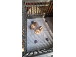 Chihuahua Toy pelo lungo Roma