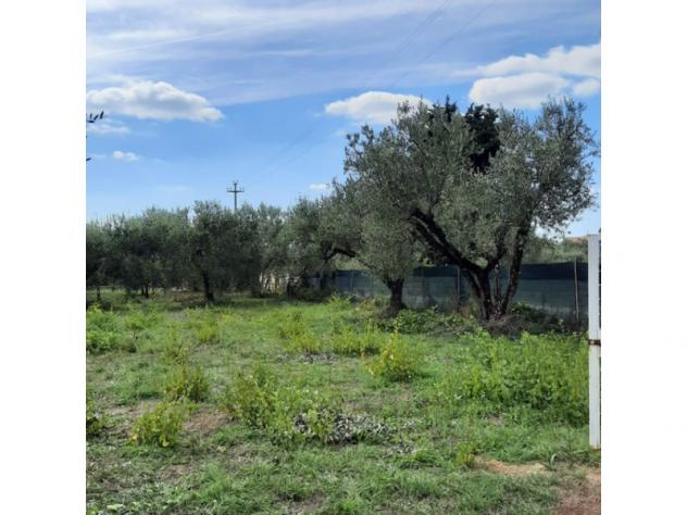 Agricolo in Secondo Stradone Muti - Foto 3