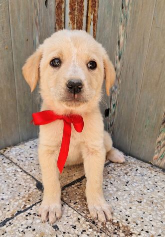 QUANTA TRISTEZZA NEGLI OCCHI DI PHOEBE! - Foto 5