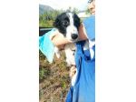 Golia cucciolo mix pastore australiano border collie