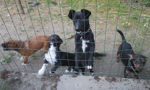 ARAMIS, cucciolo intelligente e vivace - Foto 4