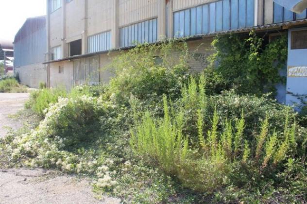Immobile in asta di 41493 m² in vendita a Asciano - Foto 3
