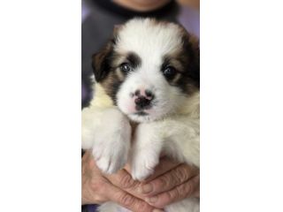 Poldo cucciolo taglia medio piccola 12 kg