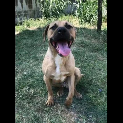 OTIS VIVACE ALLEGRO, MENDICA CAREZZE CANE IN ADOZIONE - Foto 4