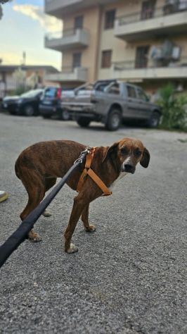 Luce: giovane segugina dolce e socievole - Foto 6