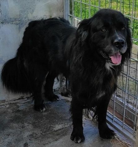 CANE IN ADOZIONE: NADAL, adorabile tenerone. - Foto 9