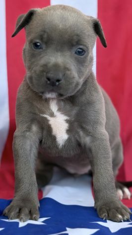 Amstaff cuccioli Blu - Foto 2