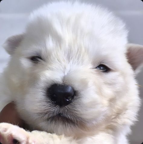 Alaskan Malamute cuccioli - Foto 5