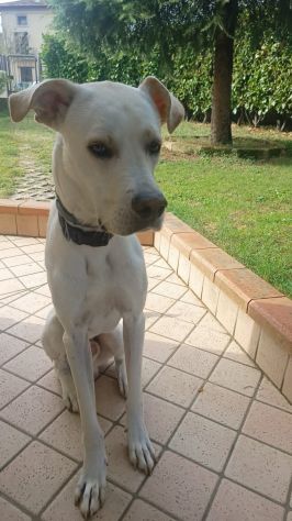 GANDALF, 1 ANNO E MEZZO LA FAMIGLIA NON LO VUOLE E PIU'! - Foto 4