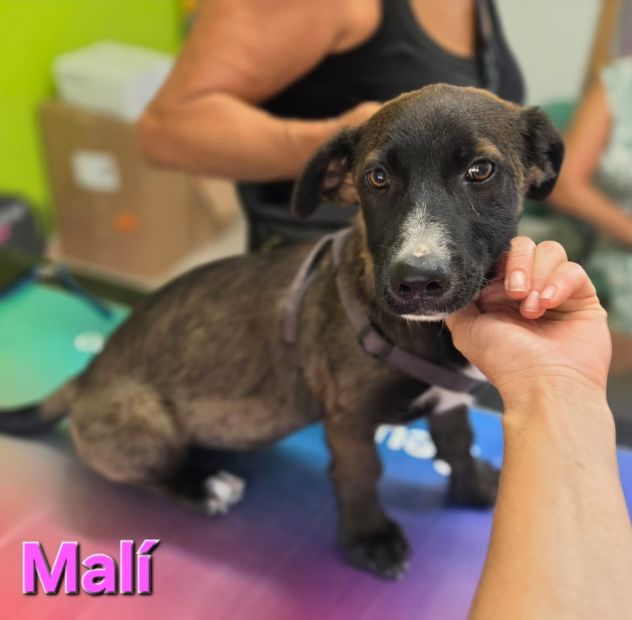 MALÌ,cucciola col fisico del bassotto - Foto 9