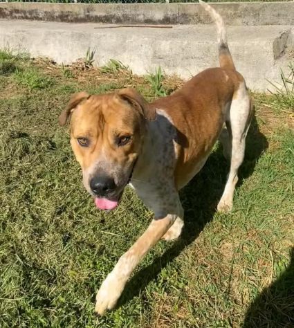 CASPER ALLERGRO E SOCIEVOLE; CANE IN ADOZIONE - Foto 7