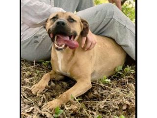 OTIS MENDICANTE DI CAREZZE CANE IN ADOZIONE