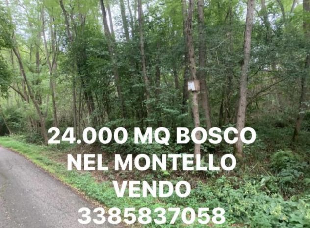 BOSCO CEDUO DI 24.000 MQ VENDO