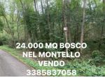 BOSCO CEDUO DI 24.000 MQ VENDO