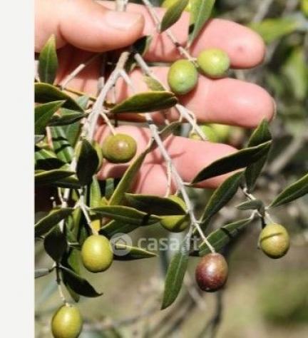 Magione vendesi terreno agricolo 16500 Mq
