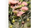 Magione vendesi terreno agricolo 16500 Mq