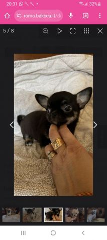 Cuccioli di chihuahua disponibili - Foto 2