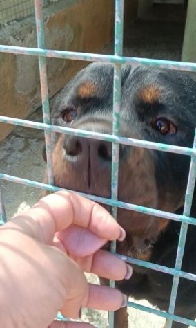 RAUL ROTWEILER 3 ANNI