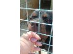 RAUL ROTWEILER 3 ANNI