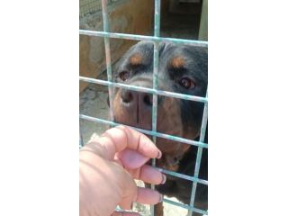 RAUL ROTWEILER 3 ANNI
