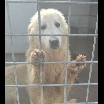 STANNO CRESCENDO IN CANILE; MERITANO UNA VITA . GIOVANI CAGNOLINI IN ADOZIONE - Foto 6