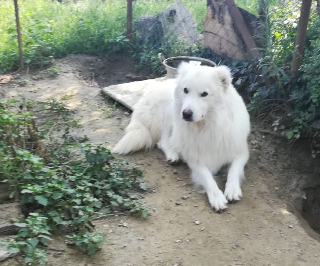 BLANCO E ZEUS, dolcissimi cani - Foto 5