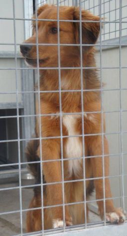 DADDY, splendido cagnolino - Foto 5