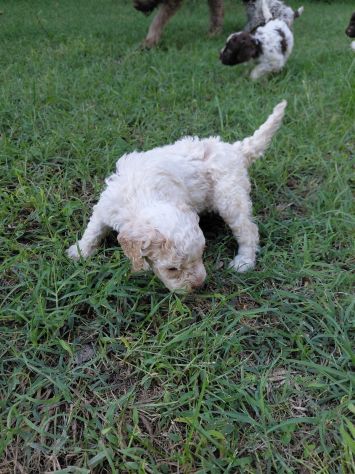 Lagotto romagnolo da tartufo - Foto 6