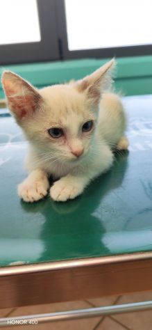 Fidel, dolce gattino cerca casa - Foto 3