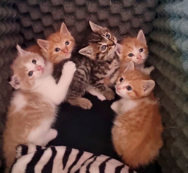 Regalo gattine